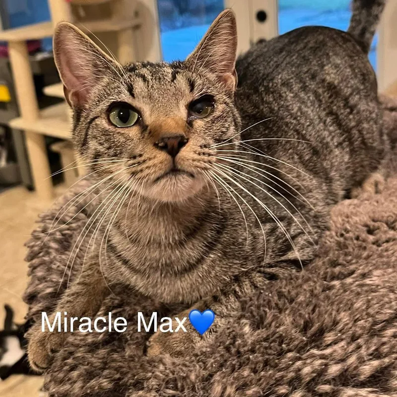 Miracle Max thumbnail 3