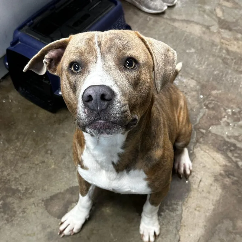 An adult medium-sized male Pit Bull Terrier dog named Archimedes for adoption in Cleveland, MS