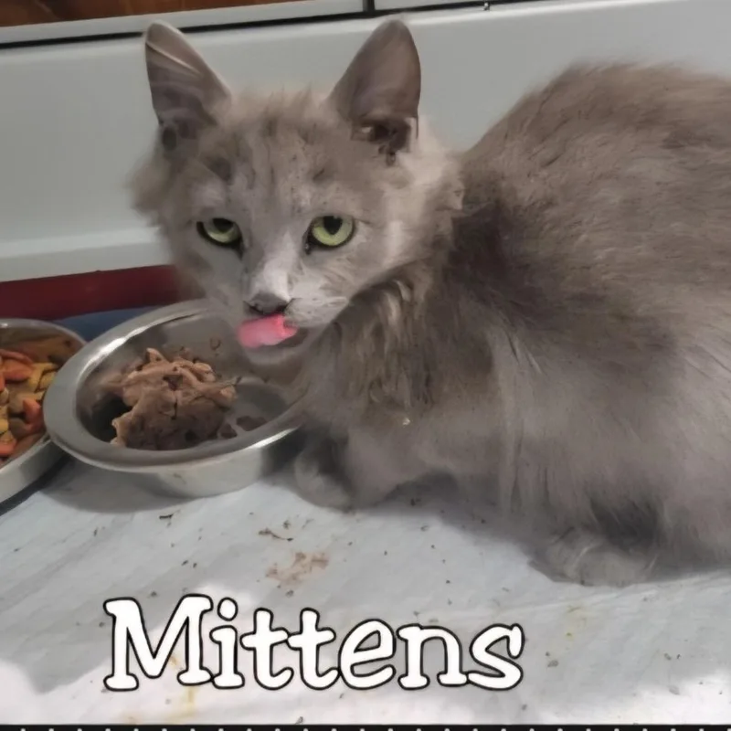 Mittens