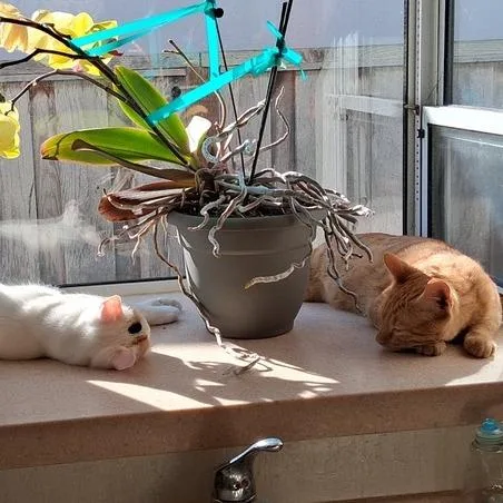 Marshmellow thumbnail 2