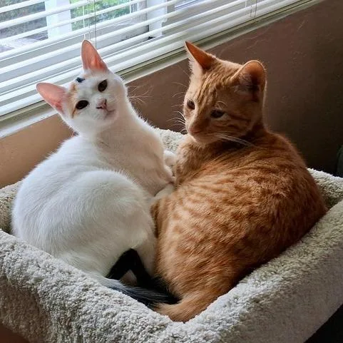 Marshmellow thumbnail 3