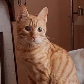 Marshmellow thumbnail 4