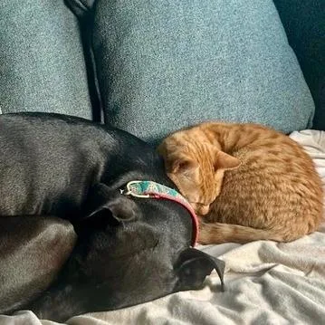 Marshmellow thumbnail 5