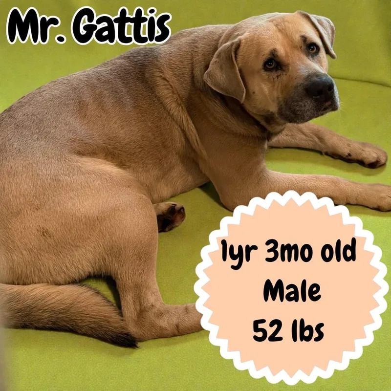 Mr. Gattis thumbnail 2