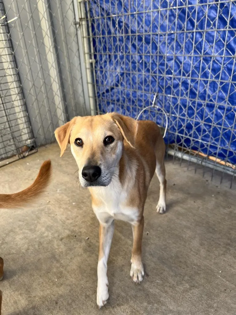 A baby medium-sized male Labrador Retriever dog named Arial for adoption in Brownwood, TX