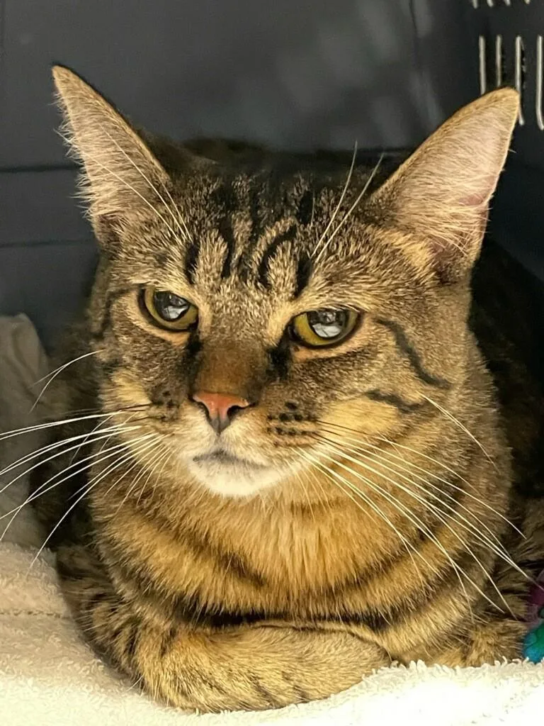 Chloe Rose thumbnail 3