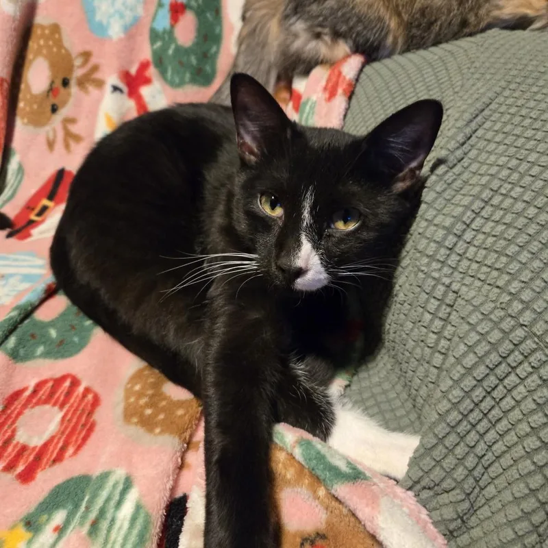 Pedro Chalupa Dupa thumbnail 2