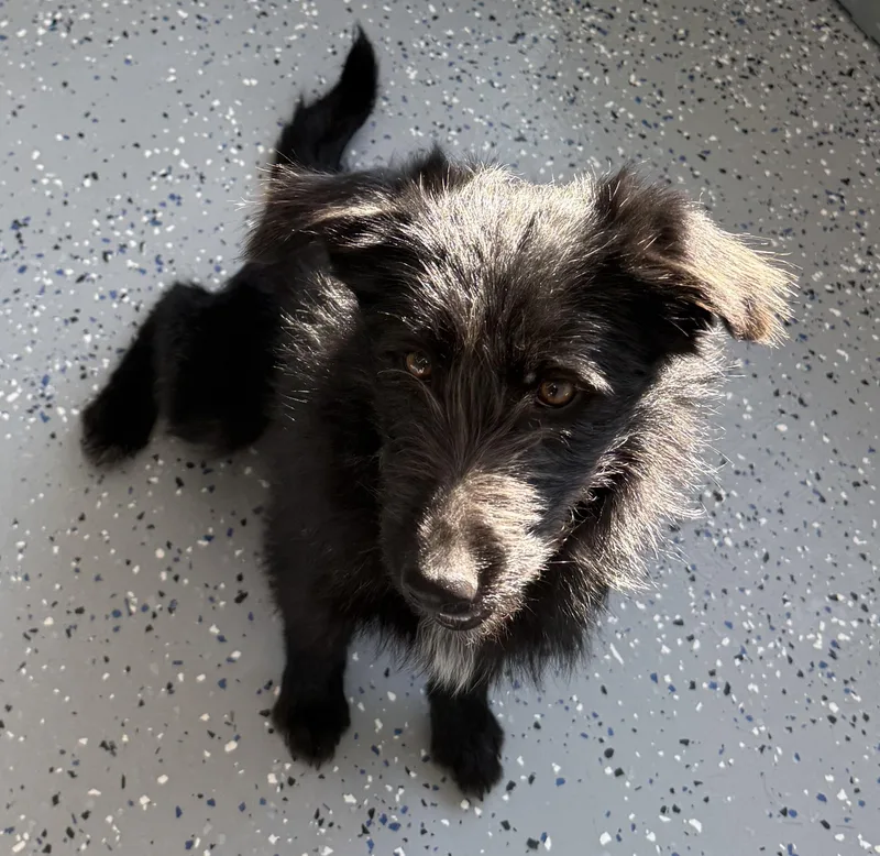 Clementine thumbnail 3