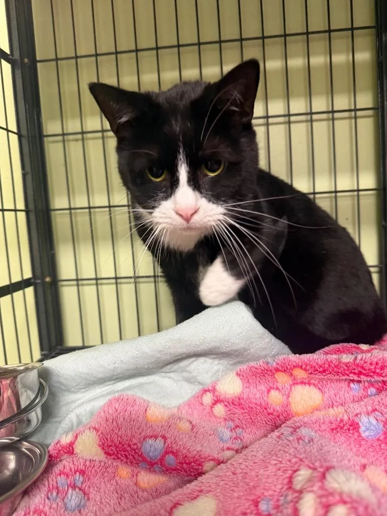 Crispy Sox thumbnail 2