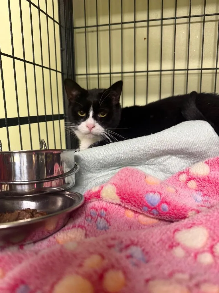 Crispy Sox thumbnail 3