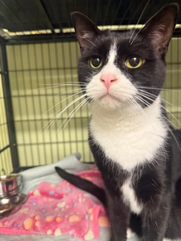 Crispy Sox thumbnail 4