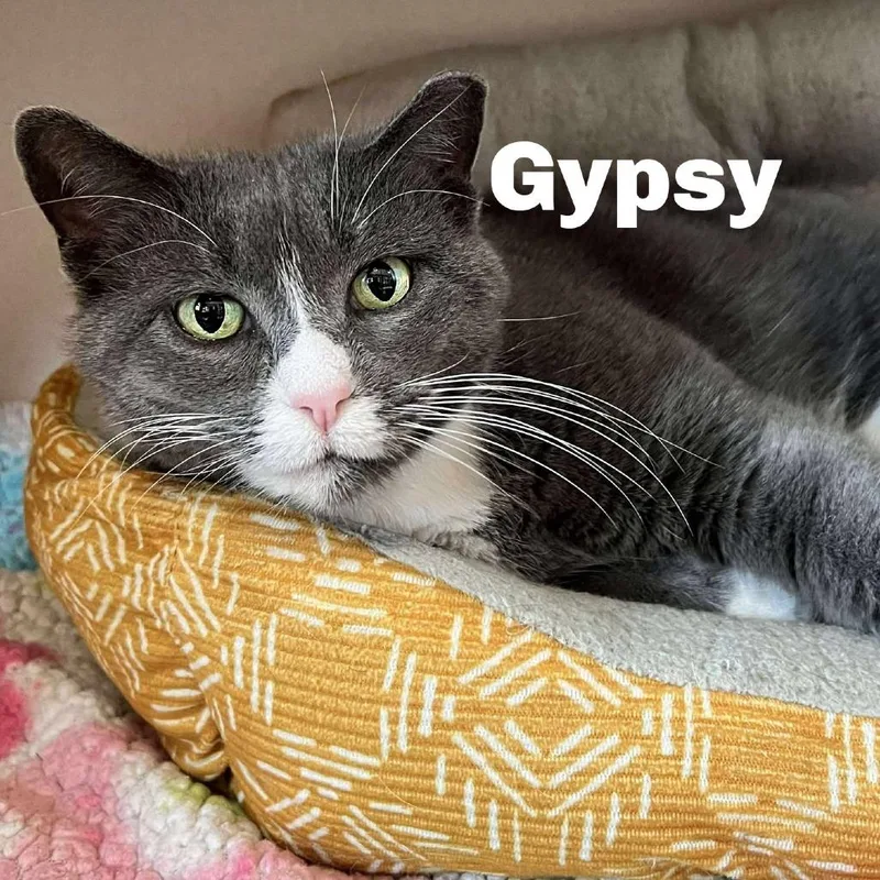 Gypsy