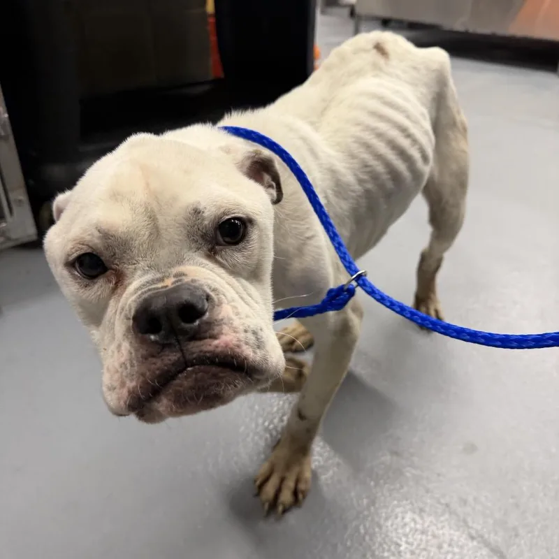 Punky Brewster thumbnail 2