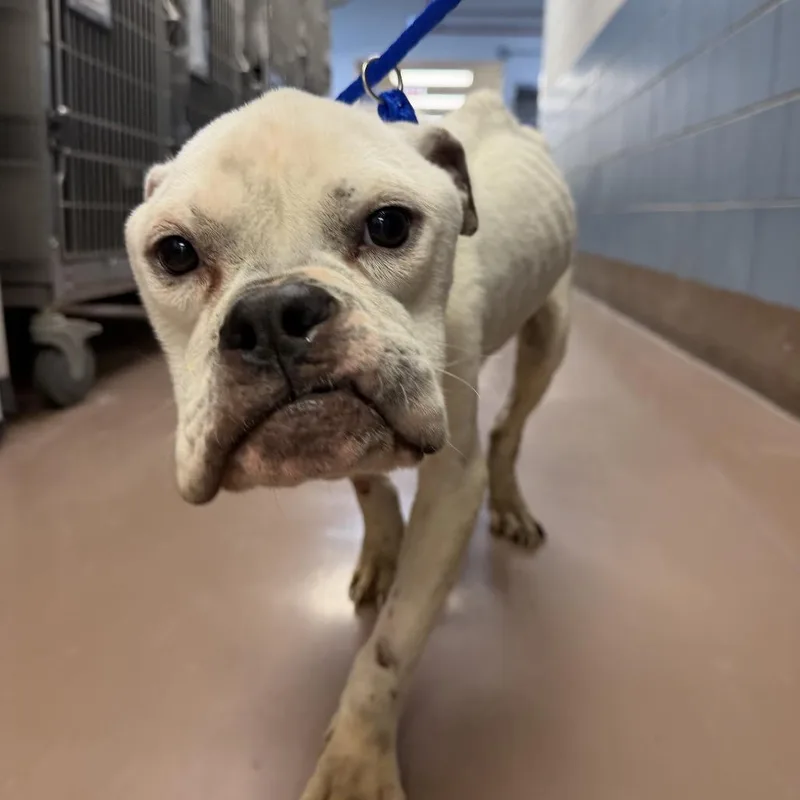 Punky Brewster thumbnail 3