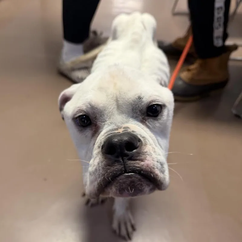 Punky Brewster thumbnail 5