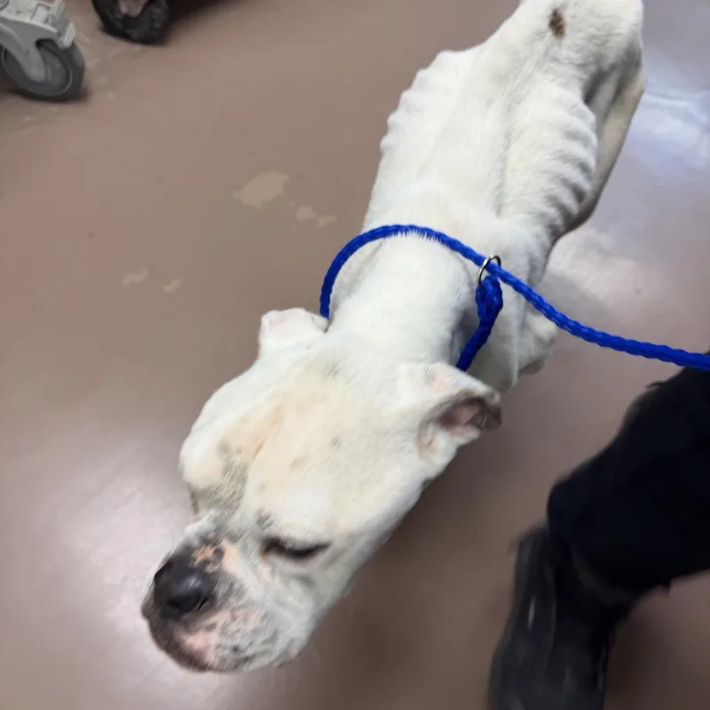 Punky Brewster thumbnail 6