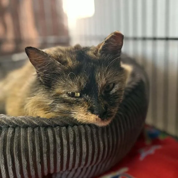 Nacho Fries thumbnail 2