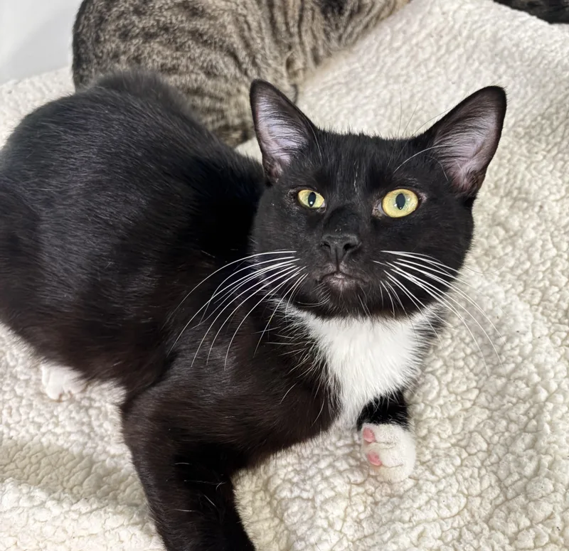 Pablo Jr. thumbnail 2