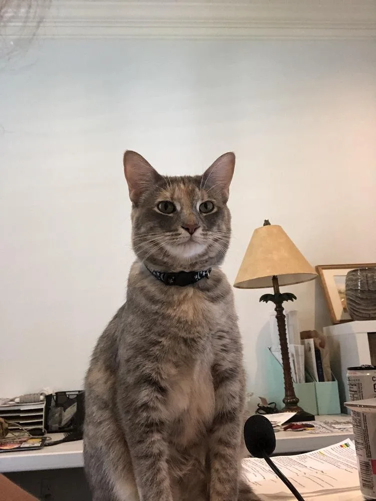 An adult large-sized female Tabby cat named Bella Luna for adoption in Saint Augustine, FL