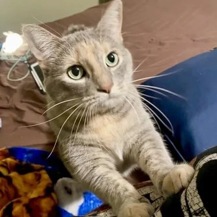 Bella Luna thumbnail 2