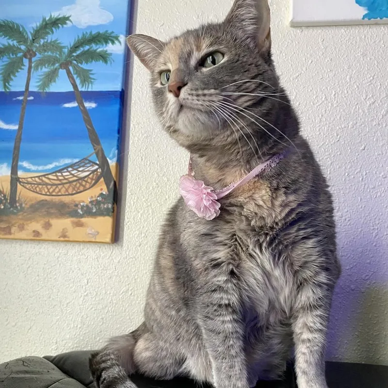 Bella Luna thumbnail 3