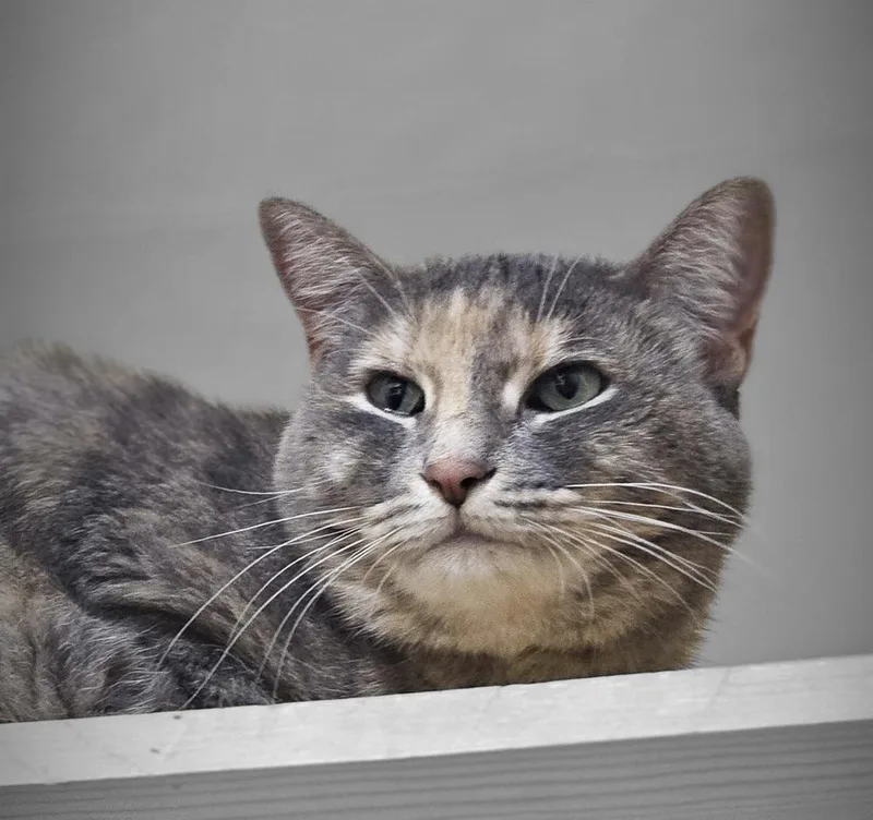 Bella Luna thumbnail 4