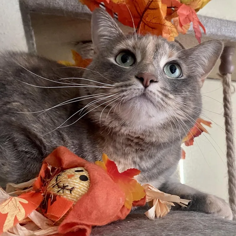 Bella Luna thumbnail 5