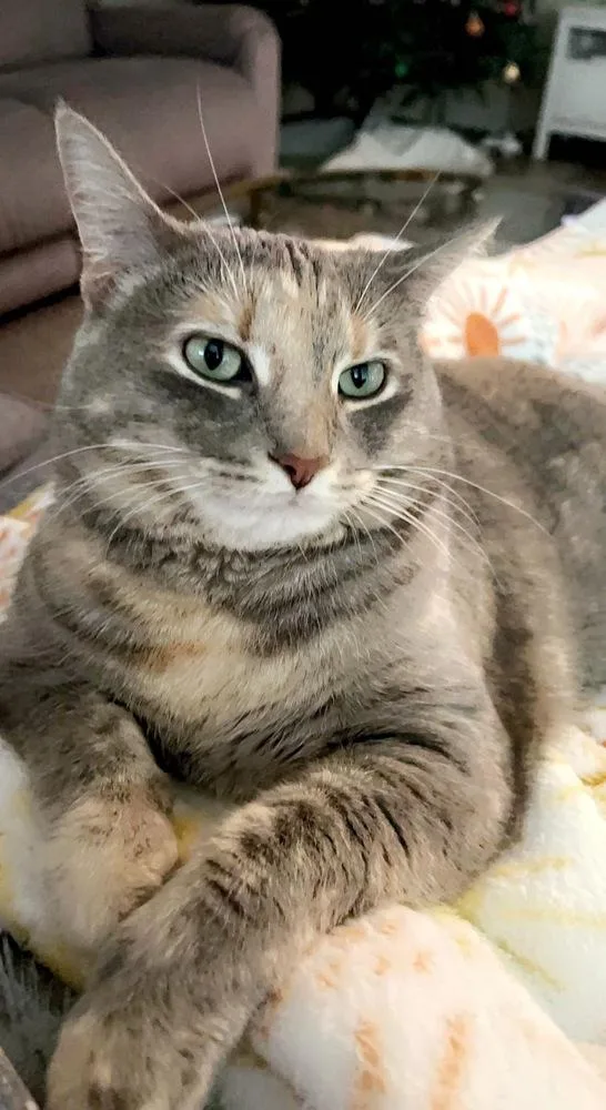 Bella Luna thumbnail 6