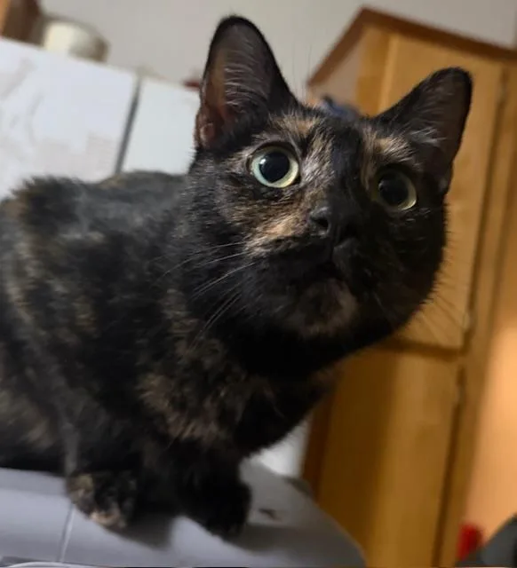A young medium-sized female Tortoiseshell Domestic Short Hair cat named Jasper for adoption in Eugene, OR