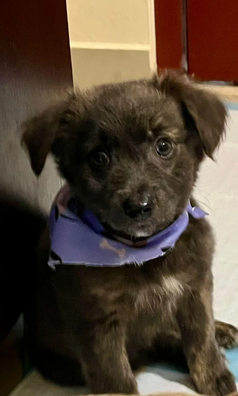 Henrietta thumbnail 2