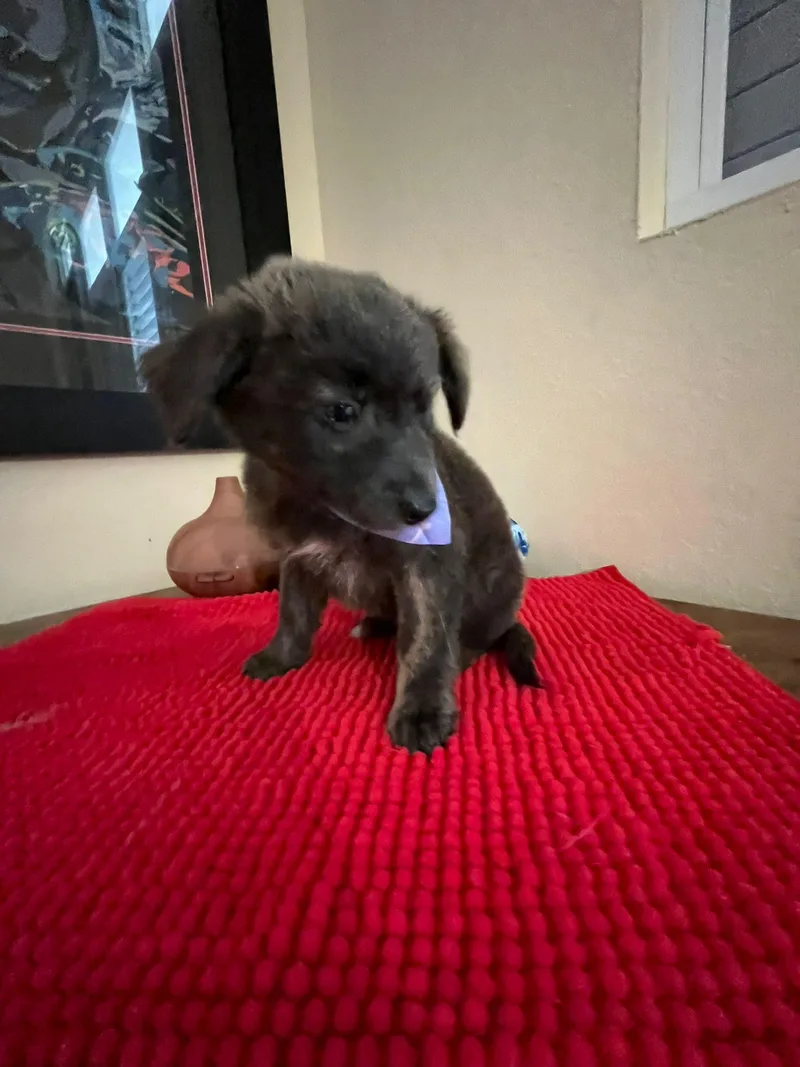 Henrietta thumbnail 3