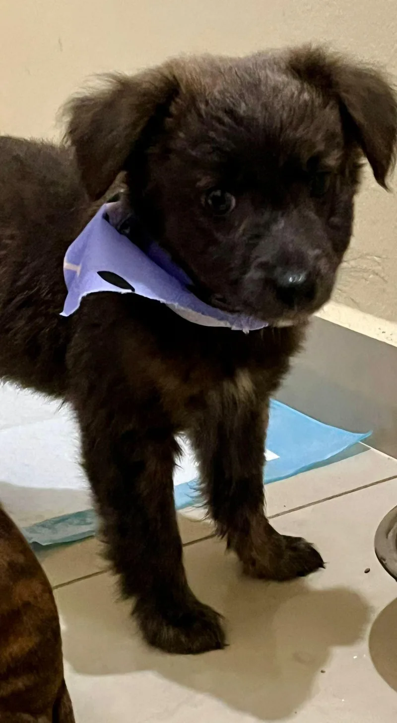 Henrietta thumbnail 4