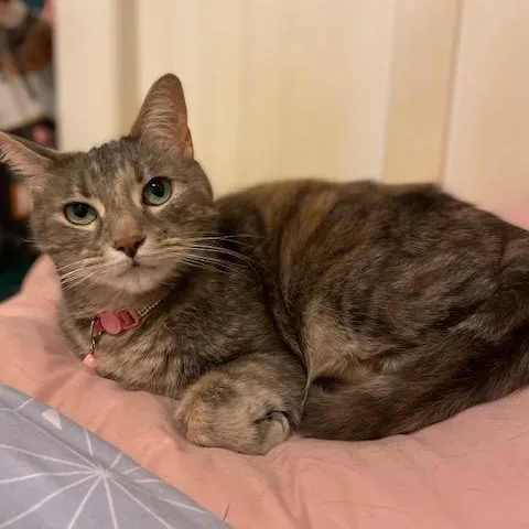 Helen & Olasard thumbnail 6