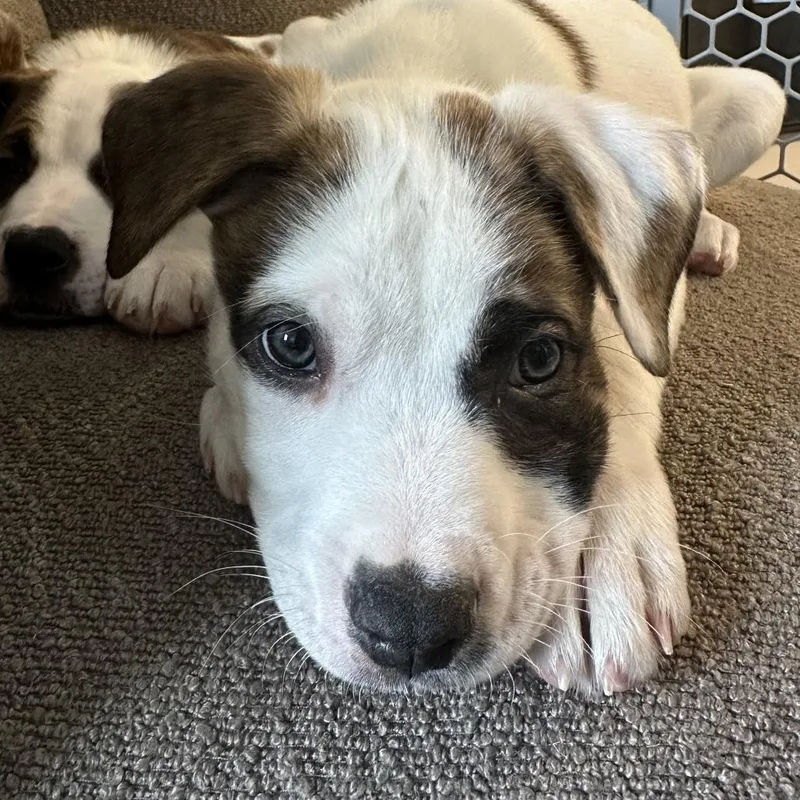 Germaine thumbnail 3