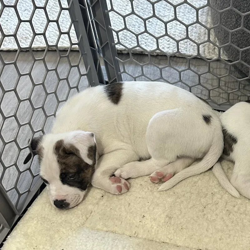 Germaine thumbnail 5