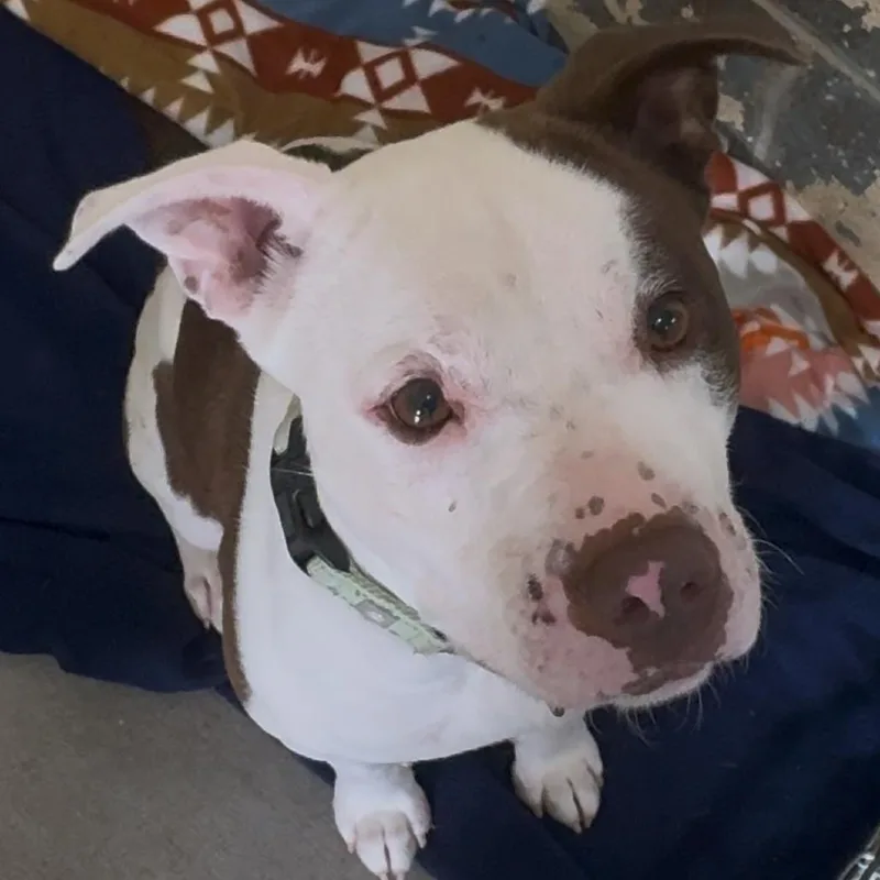 Betty Crocker K thumbnail 4