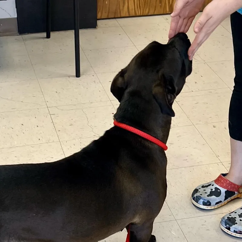 Maybelle thumbnail 2