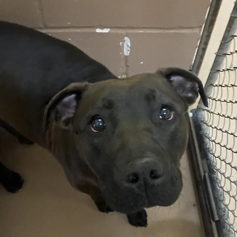 Maybelle thumbnail 3