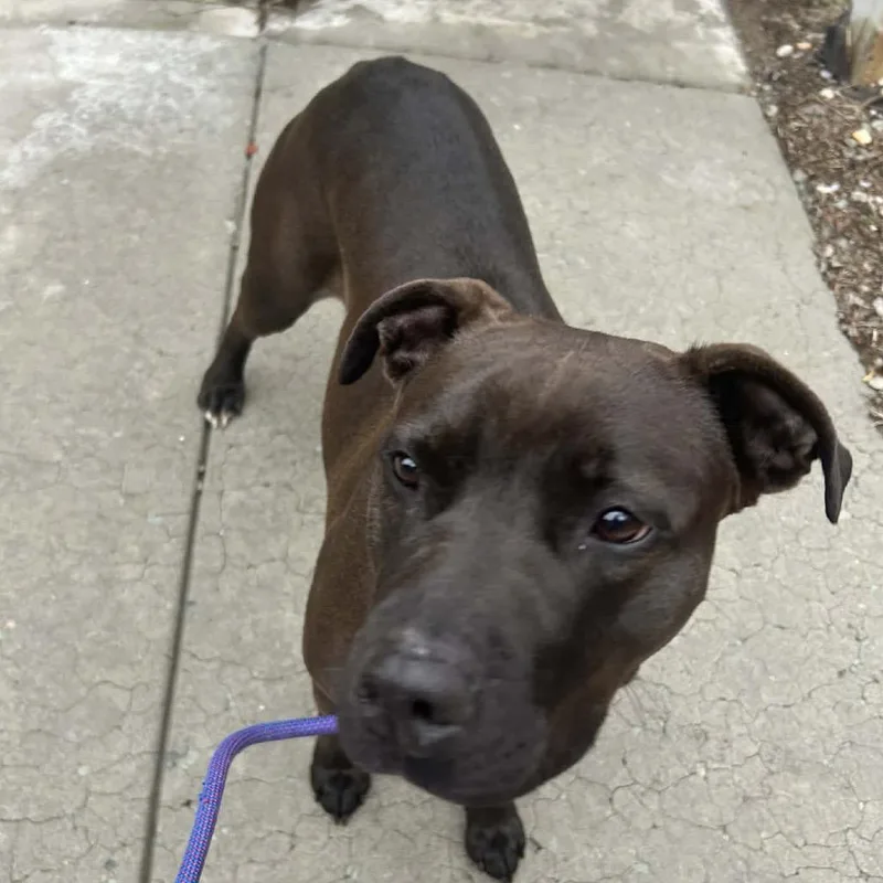 Maybelle thumbnail 4