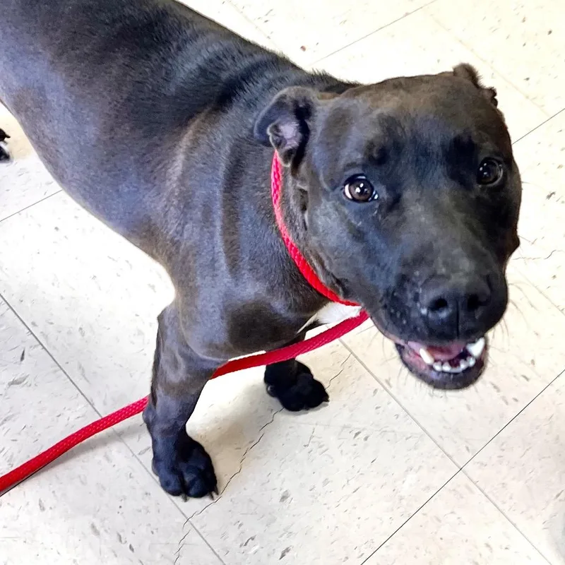 Maybelle thumbnail 5