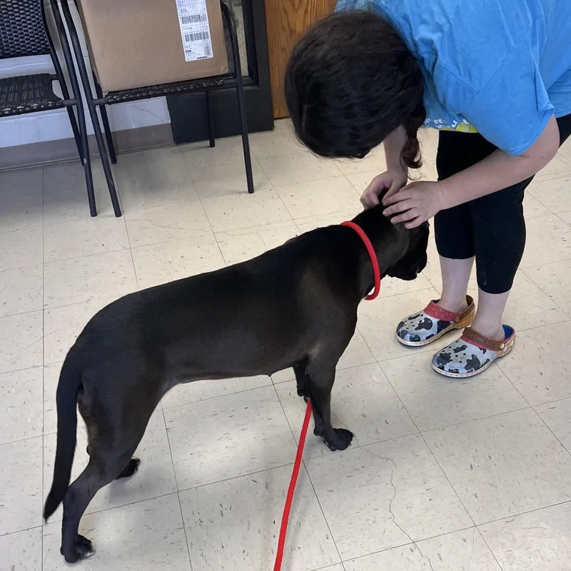 Maybelle thumbnail 6