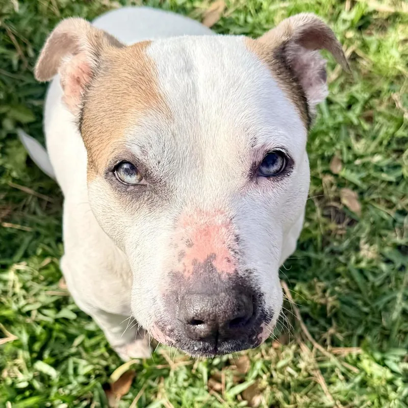 Puppycups thumbnail 2