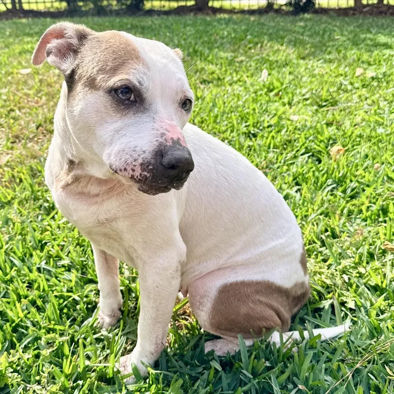 Puppycups thumbnail 3