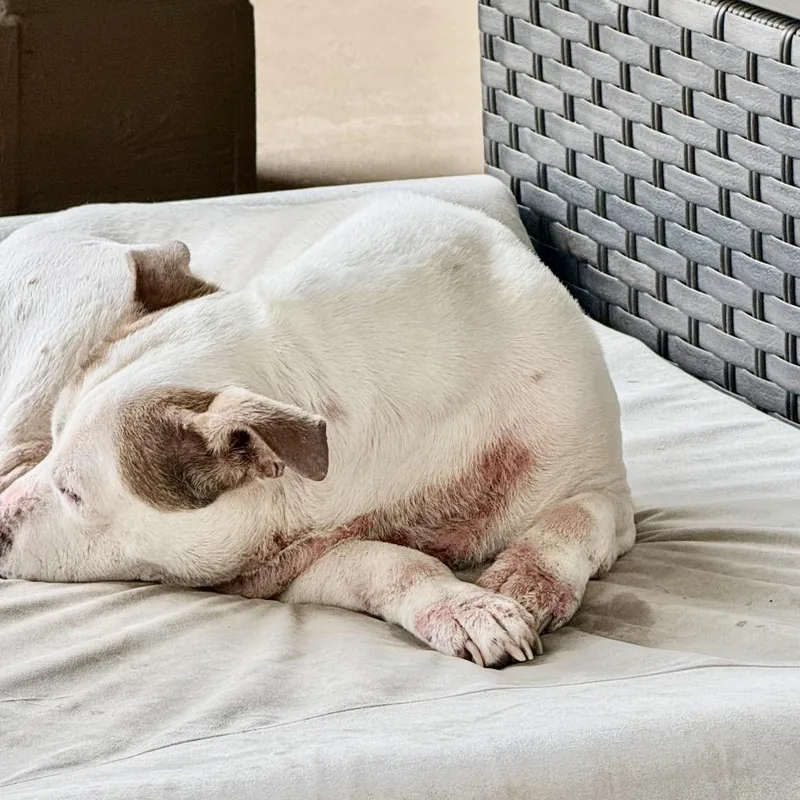 Puppycups thumbnail 4