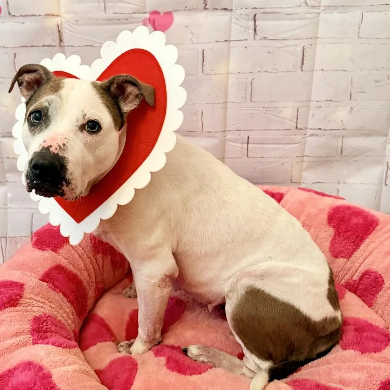 Puppycups thumbnail 5