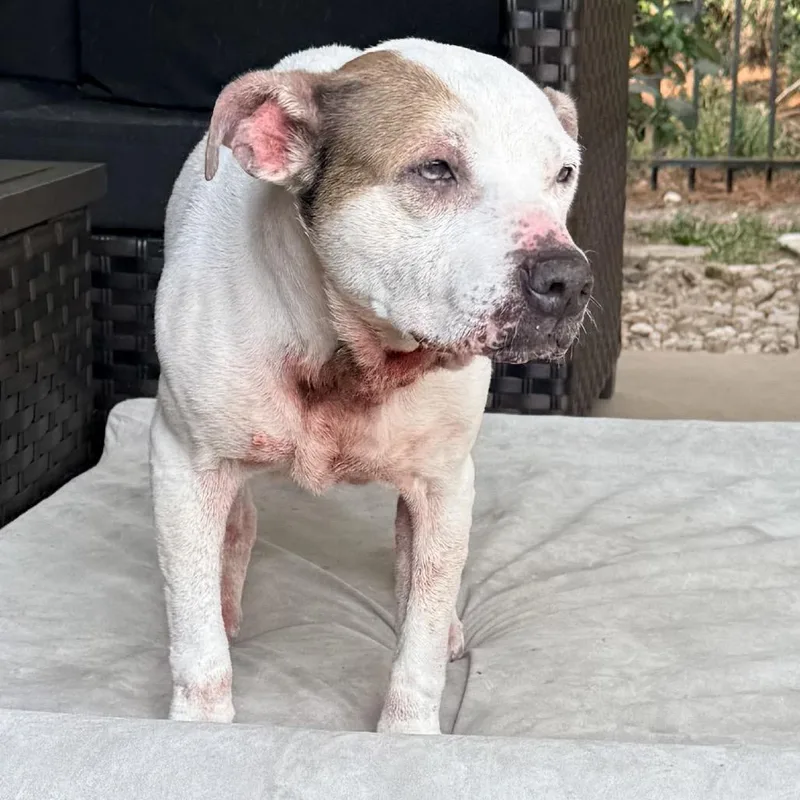 Puppycups thumbnail 6