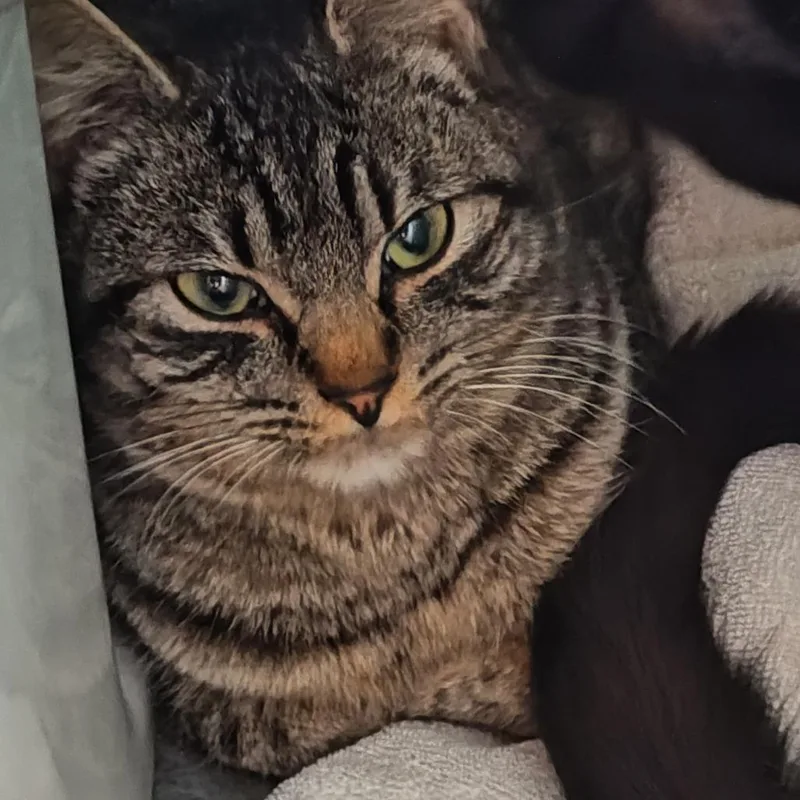 Luchadora thumbnail 2