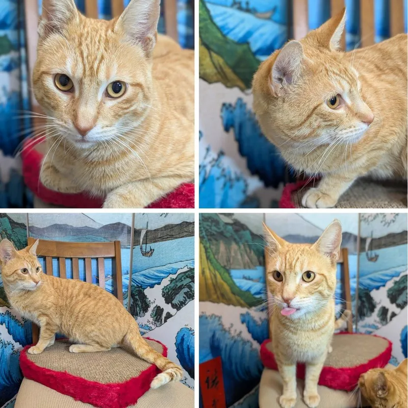 Freyr Fred thumbnail 2