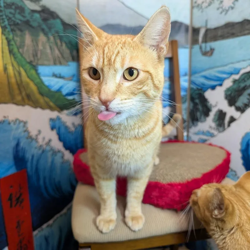 Freyr Fred thumbnail 3