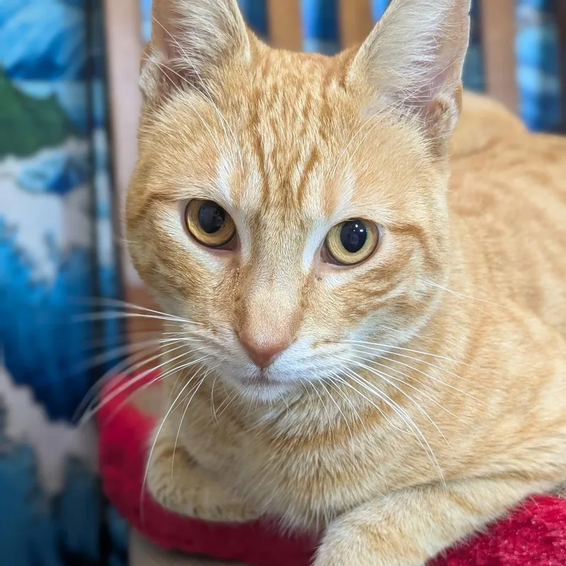 Freyr Fred thumbnail 4